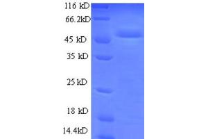 SDS-PAGE (SDS) image for Ubiquinol-Cytochrome C Reductase, Rieske Iron-Sulfur Polypeptide 1 (UQCRFS1) (AA 79-274), (full length) protein (GST tag) (ABIN1095565)