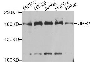 Western blot analysis of extracts of various cell lines, using UPF2 antibody.