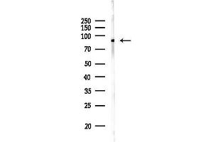 anti-phosphodiesterase 4A/B/C, CAMP-Specific (PDE4B/C/D) antibody