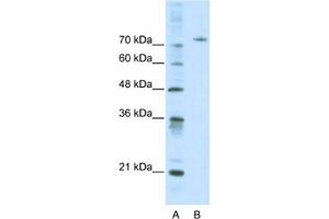 Western Blotting (WB) image for anti-Afamin (AFM) antibody (ABIN2460811)