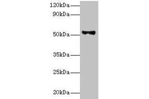 Western blot All lanes: Patatin-like phospholipase domain-containing protein 3 antibody at 8 μg/mL + HepG2 whole cell lysate Secondary Goat polyclonal to rabbit IgG at 1/10000 dilution Predicted band size: 53 kDa Observed band size: 53 kDa (PNPLA3 Antikörper  (AA 377-481))