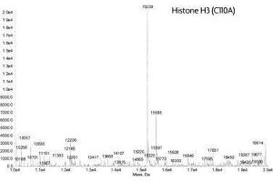 Mass Spectrometry (MS) image for Histone 3 (H3) (Cys110Ala-Mutant) protein (ABIN2669496) (Histone 3 Protein (H3) (Cys110Ala-Mutant))