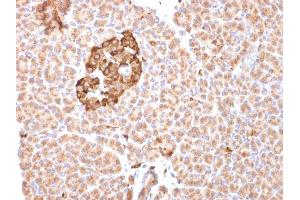 Formalin-fixed, paraffin-embedded human pancreas stained with Ferritin, Heavy Chain Mouse Monoclonal Antibody (FTH/2081). (FTH1 Antikörper  (AA 58-180))