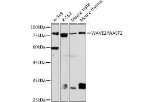 Western blot analysis of extracts of various cell lines, using W/W/W Rabbit mAb (ABIN7271346) at 1:1000 dilution. (WASF2 Antikörper)