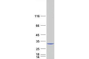 Validation with Western Blot (GRB2 Protein (Transcript Variant 1) (Myc-DYKDDDDK Tag))