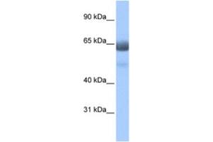 Western Blotting (WB) image for anti-Regulatory Factor X 4 (RFX4) antibody (ABIN2461948) (RFX4 Antikörper)