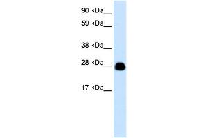 WB Suggested Anti-YWHAH Antibody Titration:  0. (14-3-3 eta Antikörper  (N-Term))