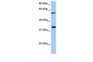 TSKS antibody  (AA 351-400)