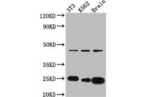 Western Blot Positive WB detected in: NIH/3T3 whole cell lysate, K562 whole cell lysate, Mouse Brain whole cell lysate All lanes: CDC42 antibody at 1:1000 Secondary Goat polyclonal to rabbit IgG at 1/50000 dilution Predicted band size: 22, 22 kDa Observed band size: 24 kDa