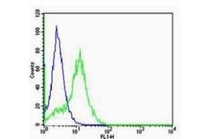 HeLa cells probed with Rabbit Anti-VEGFR2 Polyclonal Antibody (ABIN2180045) at 1:100 for 60 minutes at room temperature followed by Goat Anti-Rabbit IgG (H+L) Alexa Fluor 488 Conjugated Secondary. (VEGFR2/CD309 Antikörper  (AA 101-200))