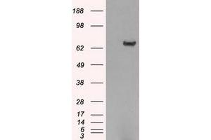 Image no. 2 for anti-Histone Deacetylase 10 (HDAC10) antibody (ABIN1498609) (HDAC10 Antikörper)