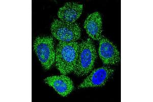 Confocal immunofluorescent analysis of IDH1 Antibody (C-term) (ABIN657472 and ABIN2846500) with Hela cell followed by Alexa Fluor 488-conjugated goat anti-rabbit lgG (green). (IMPDH1 Antikörper  (C-Term))