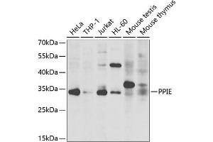 Western blot analysis of extracts of various cell lines, using PPIE antibody  at 1:1000 dilution. (PPIE Antikörper  (AA 1-301))