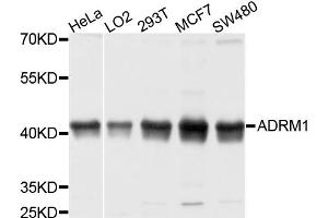 Western blot analysis of extracts of various cell lines, using ADRM1 antibody (ABIN5972535) at 1/1000 dilution.