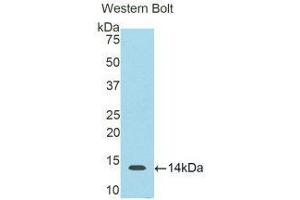 Western Blotting (WB) image for anti-S100 Calcium Binding Protein B (S100B) (AA 1-92) antibody (ABIN2116755) (S100B Antikörper  (AA 1-92))