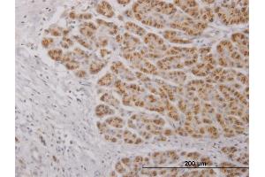 Immunoperoxidase of purified MaxPab antibody to IL17C on formalin-fixed paraffin-embedded human pancreas. (IL17C Antikörper  (AA 1-197))