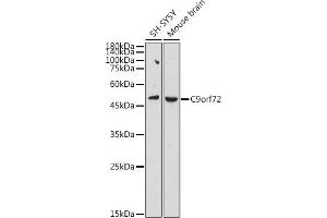 Western blot analysis of extracts of various cell lines, using C9orf72 antibody (ABIN7266391) at 1:1000 dilution.