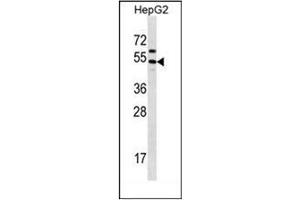 Western blot analysis of GRHL1 Antibody (Center) in HepG2 cell line lysates (35ug/lane). (GRHL1 Antikörper  (Middle Region))