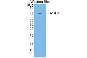 Detection of Recombinant SCARA5, Human using Polyclonal Antibody to Scavenger Receptor Class A Member 5 (SCARA5) (SCARA5 Antikörper  (AA 118-495))