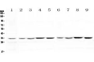 Western blot analysis of HLF using anti-HLF antibody . (HLF Antikörper)