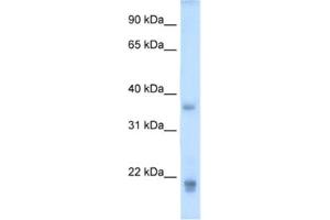 Western Blotting (WB) image for anti-Growth Hormone 2 (GH2) antibody (ABIN2462514) (Growth Hormone 2 Antikörper)