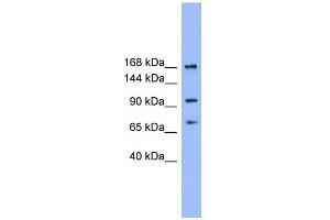 Western Blotting (WB) image for anti-ADAM Metallopeptidase with Thrombospondin Type 1 Motif, 19 (ADAMTS19) (N-Term) antibody (ABIN2778452)