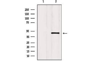 Western blot analysis of extracts from HepG2, using CCR2 Antibody. (CCR2 Antikörper  (Internal Region))