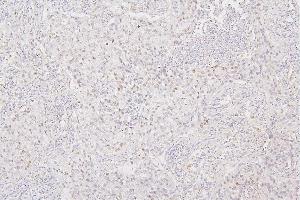 IHC analysis of H1F0 using anti-H1F0 antibody (ABIN7600521). (Histone H1 Antikörper  (AA 20-159))