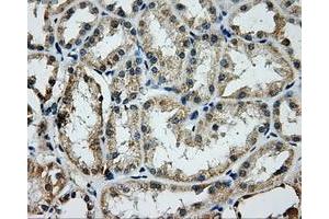 Immunohistochemical staining of paraffin-embedded Kidney tissue using anti-GRIPAP1mouse monoclonal antibody.