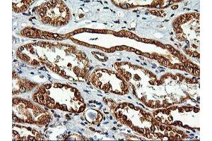 Immunohistochemical staining of paraffin-embedded Human Kidney tissue using anti-LMAN1 mouse monoclonal antibody.
