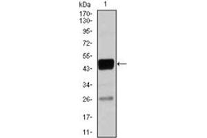 Western Blotting (WB) image for anti-CCAAT/enhancer Binding Protein (C/EBP), alpha (CEBPA) antibody (ABIN1106664)