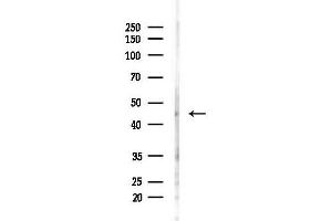 anti-Parvin, beta (PARVB) (C-Term) antibody