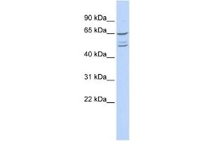 Western Blotting (WB) image for anti-Zinc Finger Protein 415 (ZNF415) antibody (ABIN2458387) (ZNF415 Antikörper)