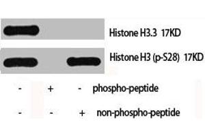 Western Blot analysis of Hela cells using Histone H3.