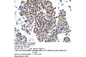 Human Pancreas (ZNF318 Antikörper  (N-Term))