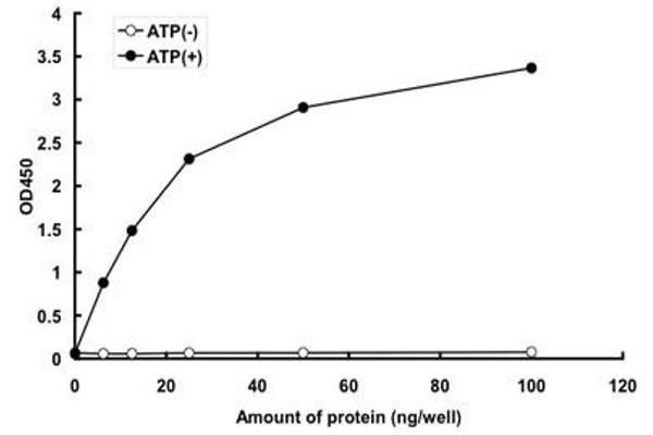 MAP3K4 Protein (AA 1312-1608) (GST tag)