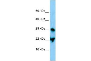 WB Suggested Anti-Atf3 Antibody Titration: 1. (ATF3 Antikörper  (C-Term))
