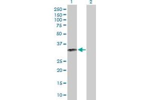 Western Blot analysis of GZMB expression in transfected 293T cell line by GZMB MaxPab polyclonal antibody. (GZMB Antikörper  (AA 1-247))