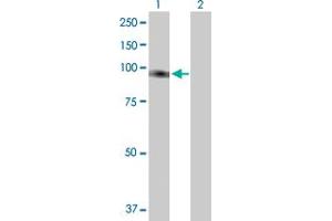 Western Blot analysis of FLJ20272 expression in transfected 293T cell line by FLJ20272 MaxPab polyclonal antibody. (TTC27 Antikörper  (AA 1-843))