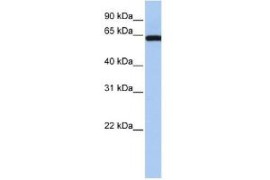 LGALS3BP antibody used at 1 ug/ml to detect target protein. (LGALS3BP Antikörper  (Middle Region))