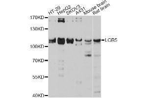 Western blot analysis of extracts of various cell lines, using LGR5 antibody (ABIN4904225) at 1:3000 dilution. (LGR5 Antikörper)