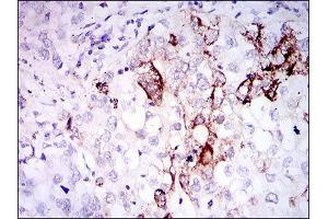 Immunohistochemistry (IHC) image for anti-Somatostatin (SST) (AA 1-116) antibody (ABIN1845358) (Somatostatin Antikörper  (AA 1-116))