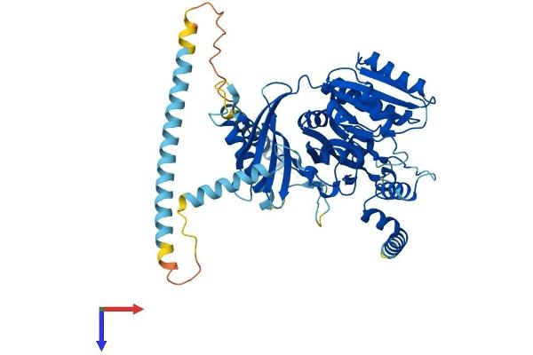CSGALNACT1 Protein (AA 1-532) (His tag)