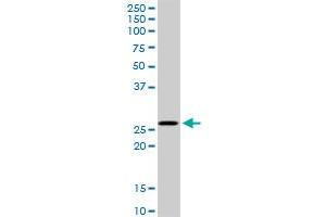 MSX1 MaxPab rabbit polyclonal antibody. (MSX1 Antikörper  (AA 1-297))