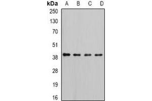 Western blot analysis of RFC4 expression in Hela (A), K562 (B), HepG2 (C), MCF7 (D) whole cell lysates.