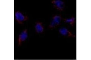 Immunofluorescence analysis of Bmp7 Antibody (N-term) (ABIN388457 and ABIN2848828) in HeLa cells.