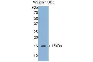 Detection of Recombinant REG3a, Human using Monoclonal Antibody to Regenerating Islet Derived Protein 3 Alpha (REG3a) (REG3A Antikörper  (AA 40-164))