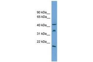 Image no. 1 for anti-Dual Specificity Phosphatase 5 (DUSP5) (C-Term) antibody (ABIN6745244)