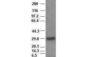 Hex antibody (4B7) at 1:1000 with Lysates from HEK-293T cells transfected with human Hex expression vector (HHEX Antikörper  (AA 100-270))