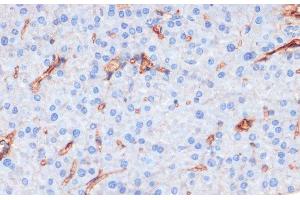 Immunohistochemistry of paraffin-embedded Mouse pancreas using Phospho-eNOS(S1177) Polyclonal Antibody at dilution of 1:200 (40x lens).